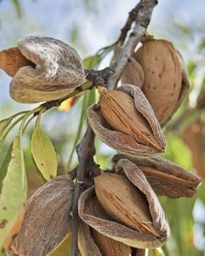 A branch from an almond tree