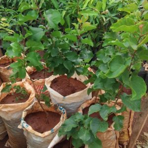Apricot Seedlings in Kenya