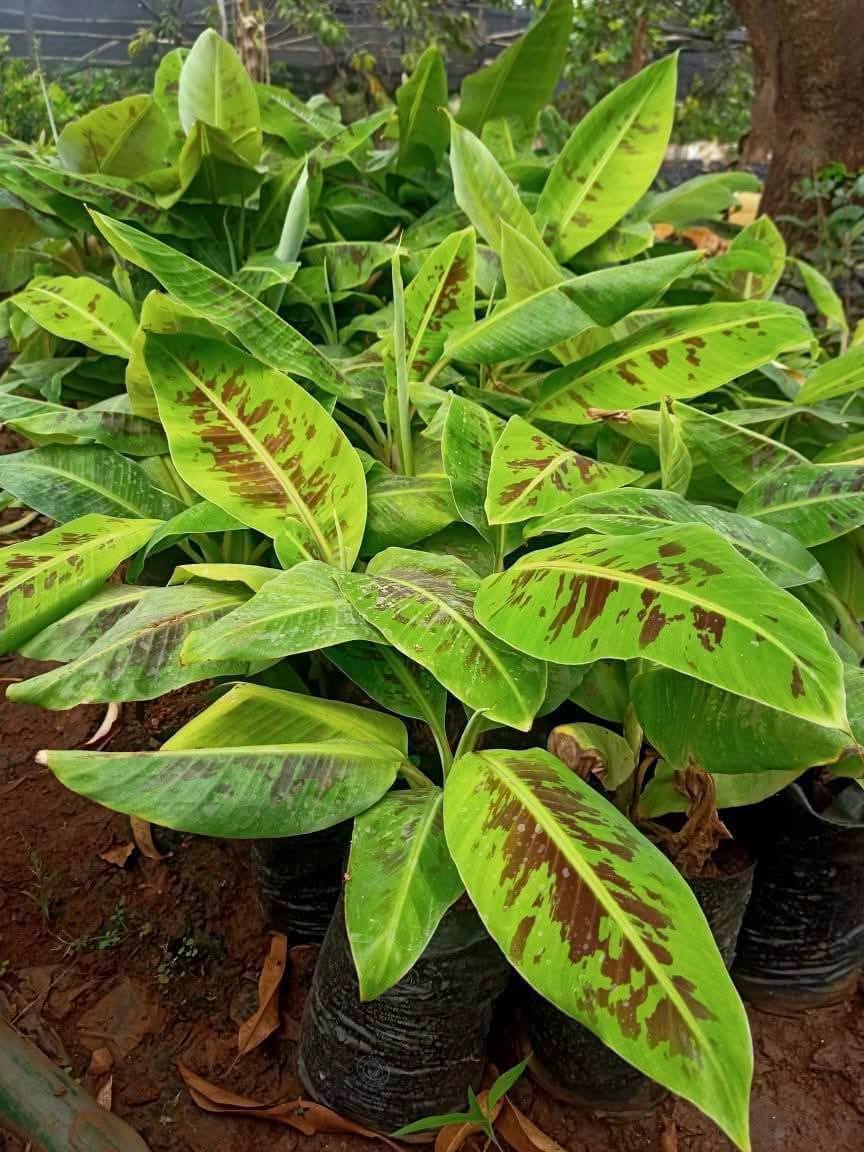 Best Fruit Seedlings to Plant in Kenya