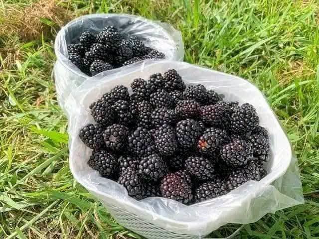Blackberry Fruits in Kenya