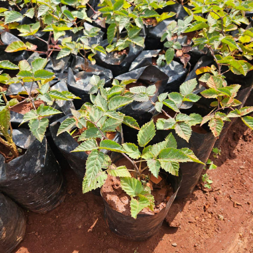 Blackberry Seedlings