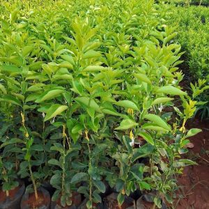 Grafted Pixie Orange Seedlings in Kenya
