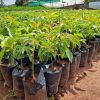 How to Choose Genuine Fruit Seedlings in Kenya
