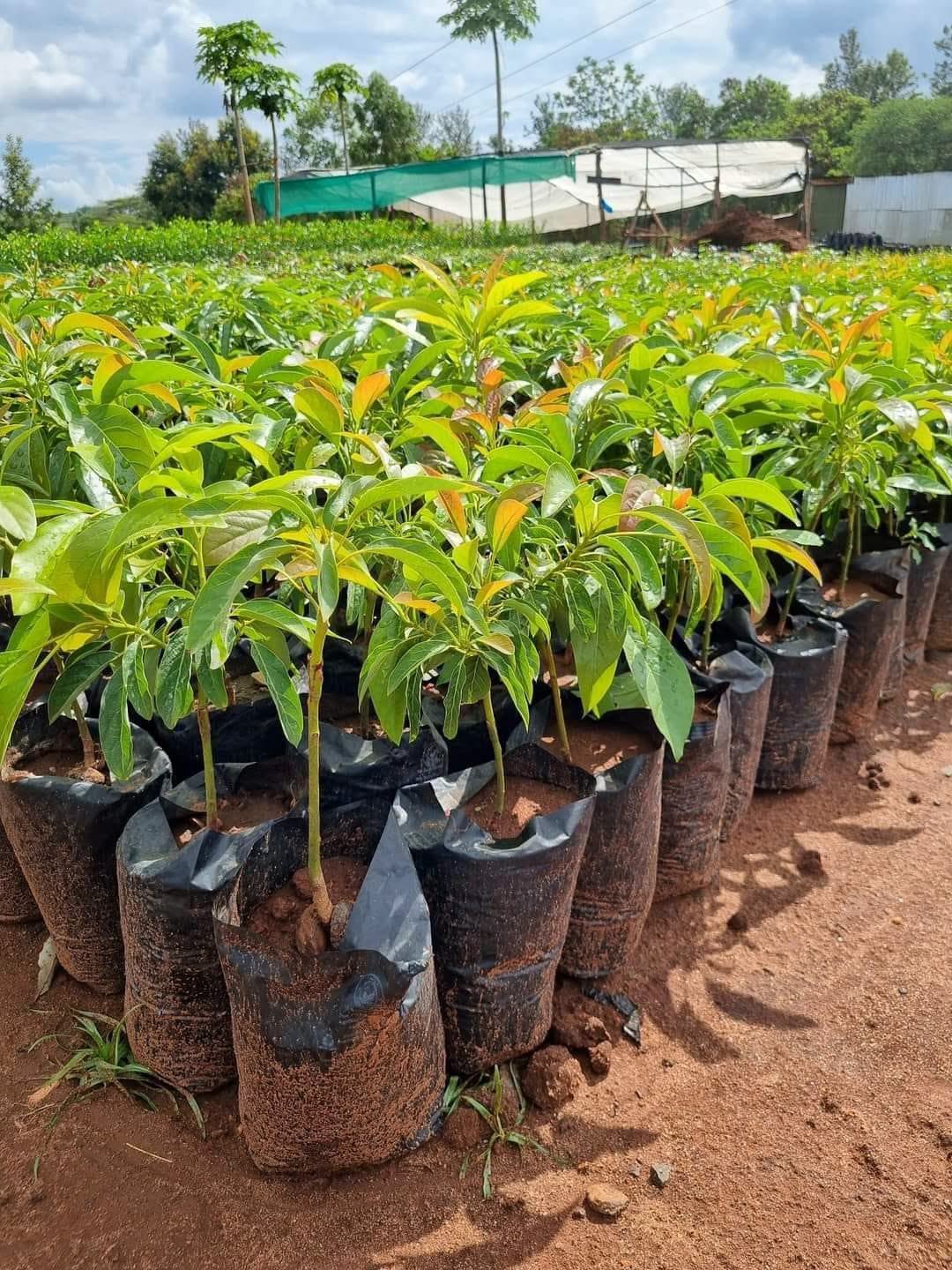 How to Choose Genuine Fruit Seedlings in Kenya