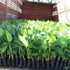 Where to Buy Certified Grafted Fruit Seedlings in Kenya