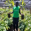 fRUIT aFRICA SEEDLINGS