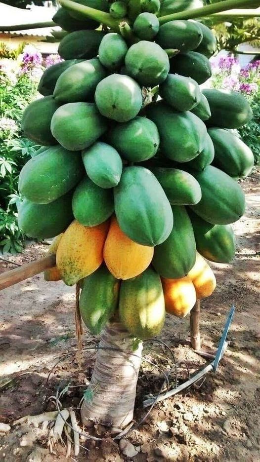 A Dwarf Pawpaw Tree