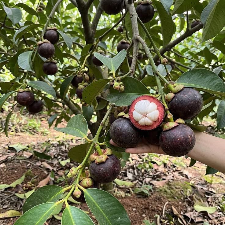 A mangosteen tree with ripe fruits