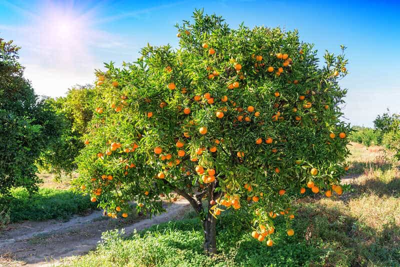 A mature blood orange tree from grafted blood orange seedlings supplied by Fruit Africa Veriplant