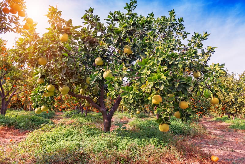 A mature pomelo tree