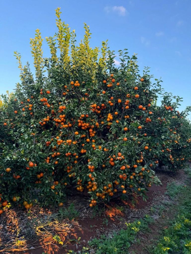 A mature washington orange tree