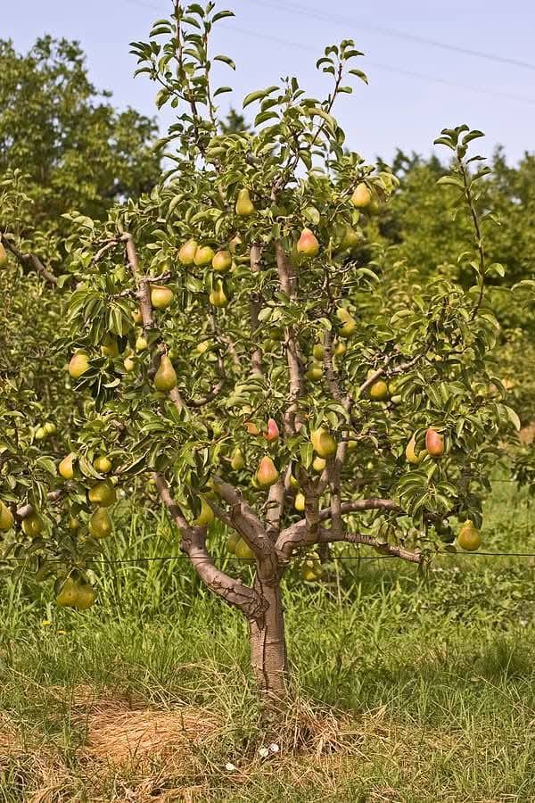 A pear tree in Kenya