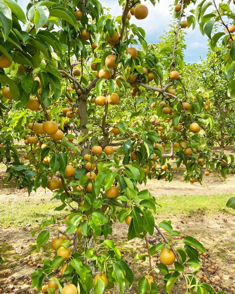 A pears farm in Kenya
