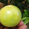 A ripe yellow passion fruit