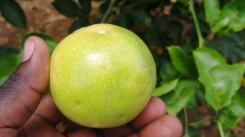 A ripe yellow passion fruit