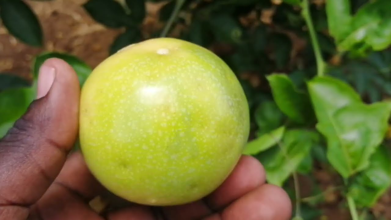 A ripe yellow passion fruit