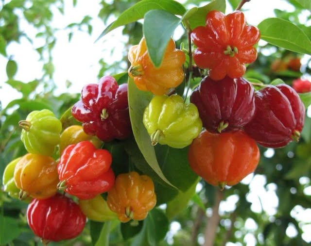 Brazilian Cherry Tree