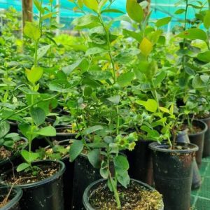 Blueberry Seedlings in Kenya