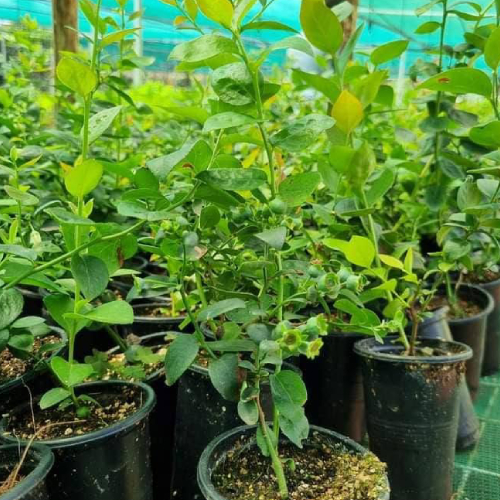Blueberry Seedlings in Kenya