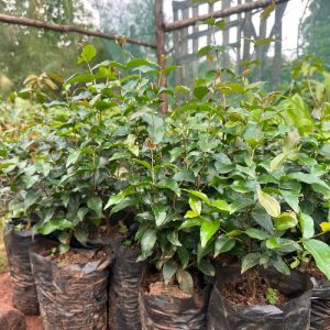 Brazilian Cherry Seedlings