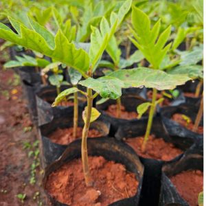 Breadfruit Seedlings in Kenya