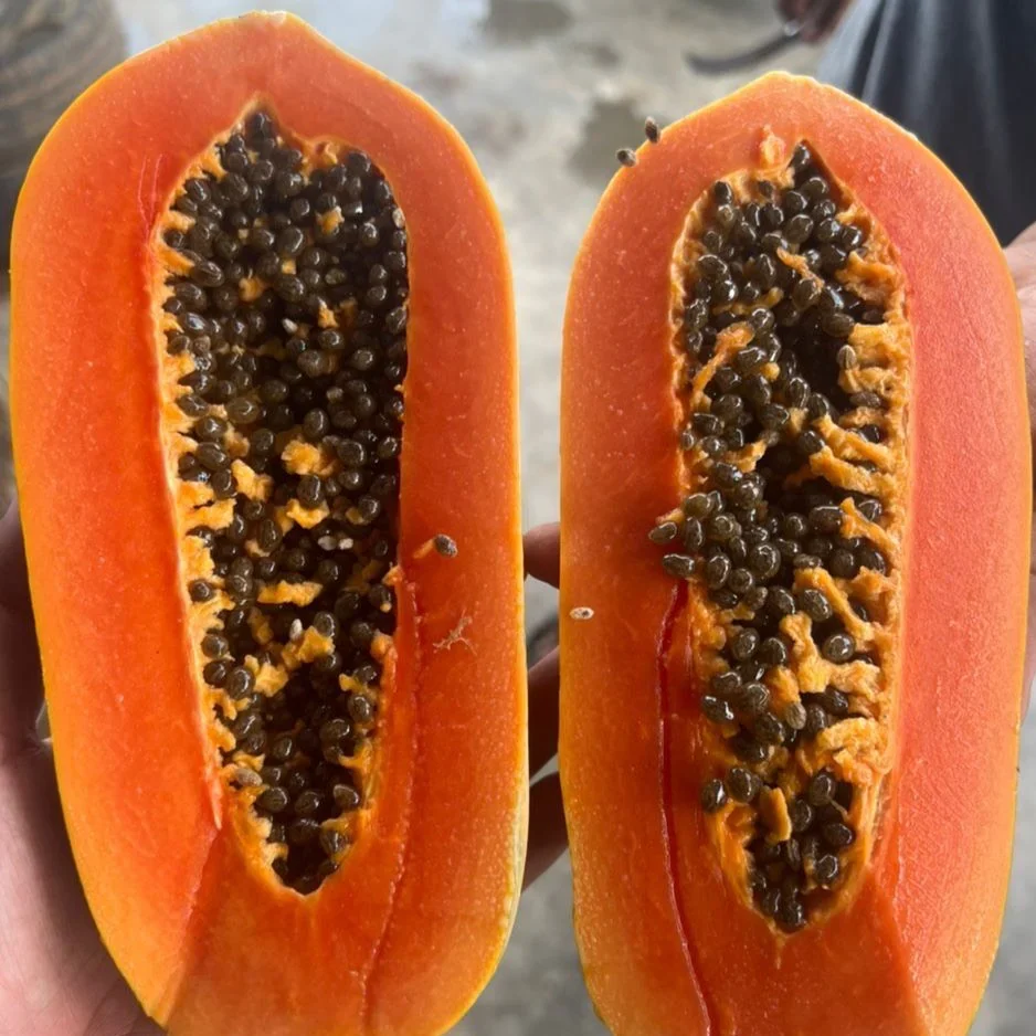 Calina IPB9 papaya