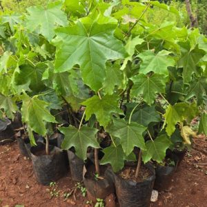 Candle Nut Seedlings in Kenya