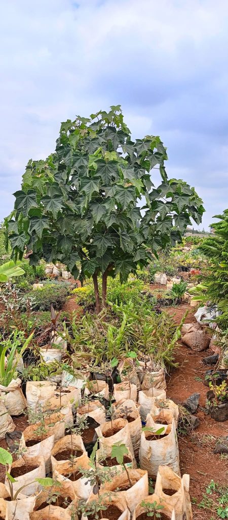 Candle Nut Tree and Fruit Africa Veriplant Nairobi Nursery