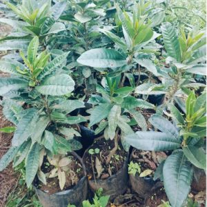 Canistel Egg Fruit Seedlings in Kenya