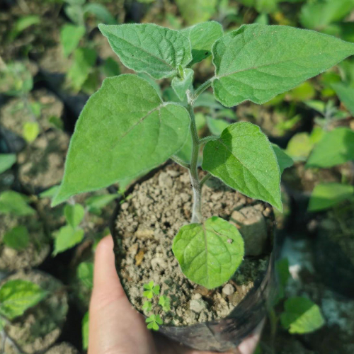 Cape Gooseberry Seedlings in Kenya