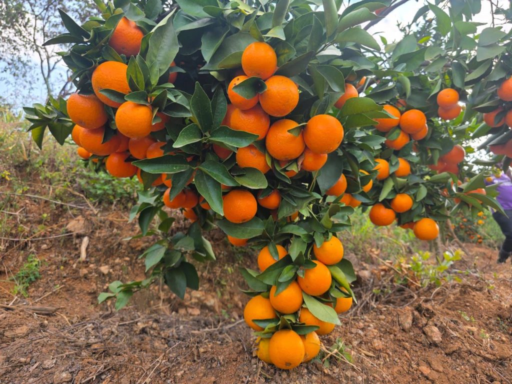 Cara Cara Orange Fruits Hunging on a Tree