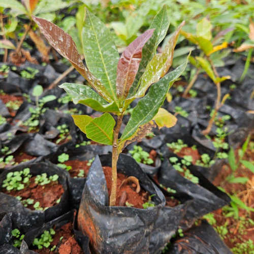 Cashew Nut Seedlings in Kenya