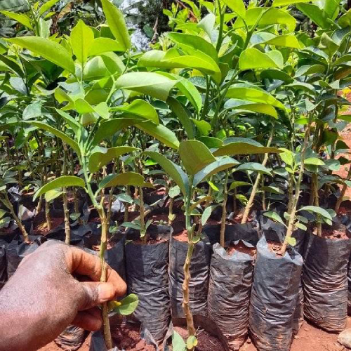 Certified grafted washington orange seedlings in kenya