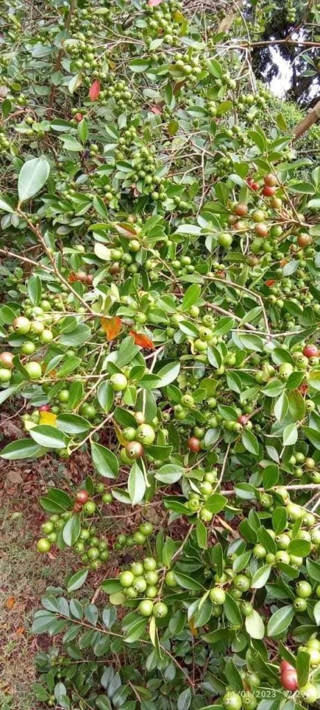 Cherry Guava Fruits