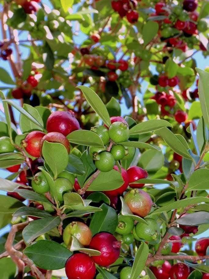 Cherry Guava Fruits on a Tree
