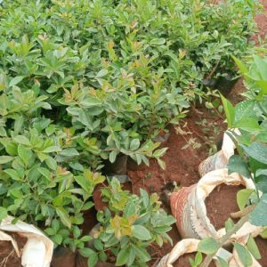 Cherry Guava Seedlings in Kenya