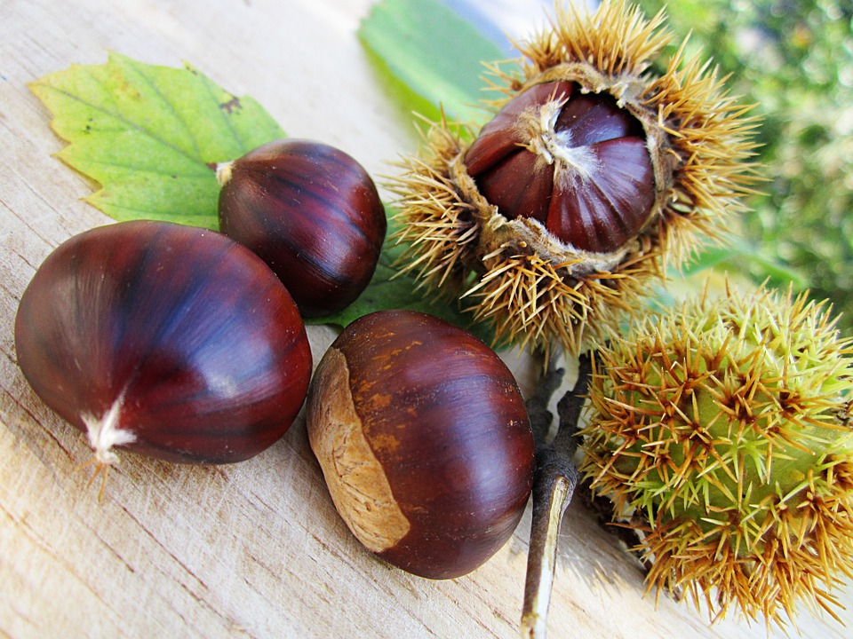 Chestnut Fruits in Kenya