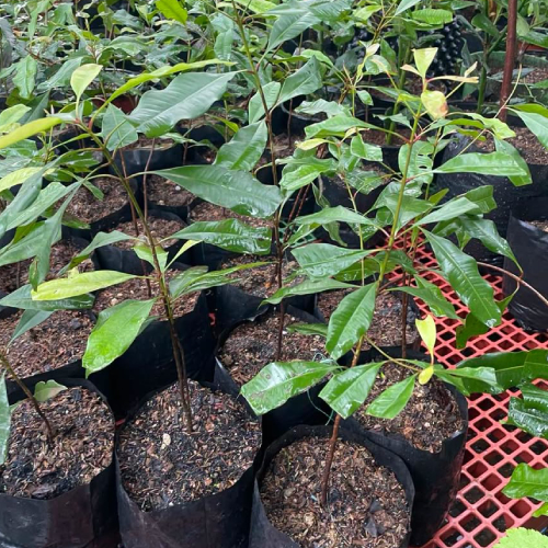 Clove Seedlings in Kenya
