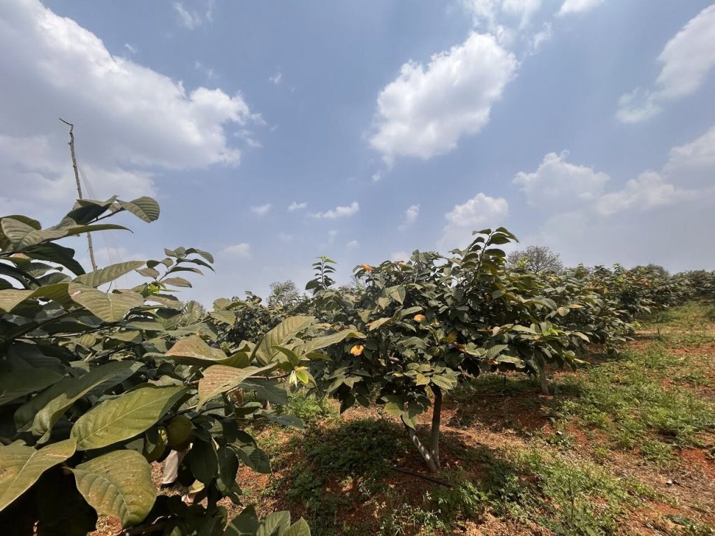 Custard Apple Farm from Fruit Africa Veriplant Nursery