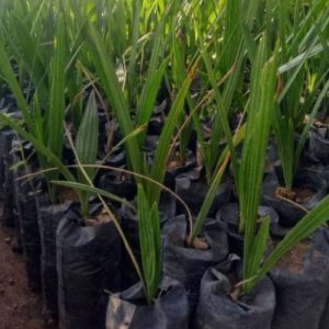 Date Palm Seedlings in Kenya