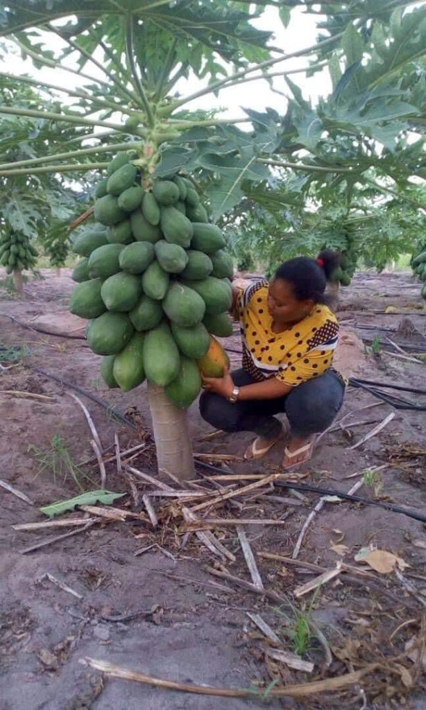 Dwarf Papaya Farm with seedlings supplied by Fruit Africa Veriplant