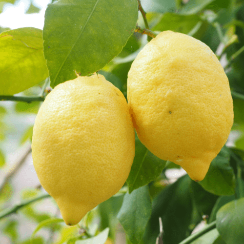 Eureka Lemon