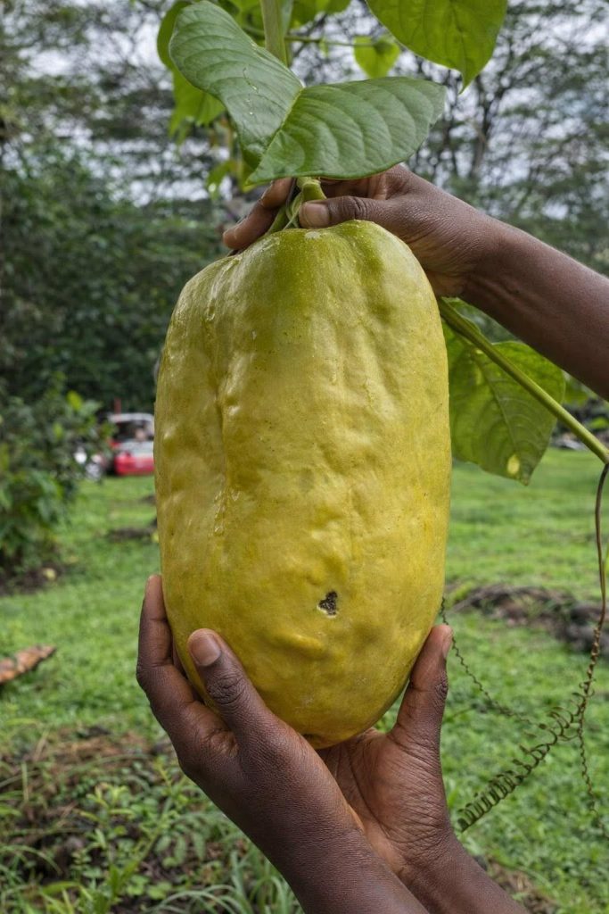 Giant Granadilla Passion Fruit