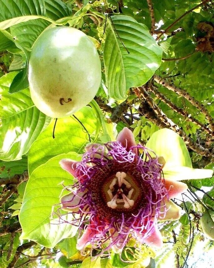 Giant Granadilla Passion