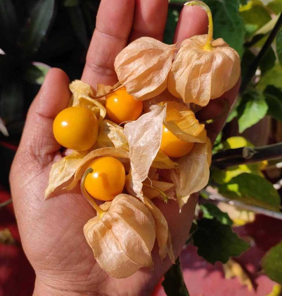 Gooseberry Fruits