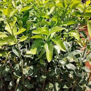Grafted Cara Cara Orange Seedlings in Kenya