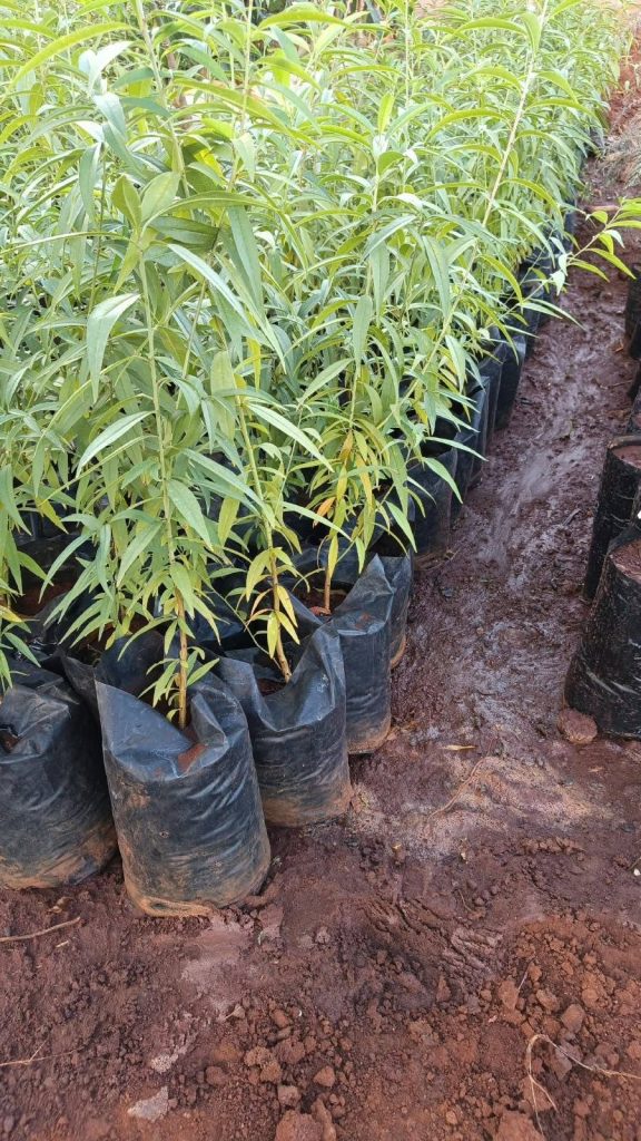 Grafted Golden Peach Seedlings