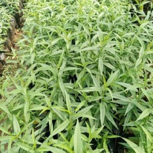 Grafted Golden Peach Seedlings at Fruit Africa Veriplant