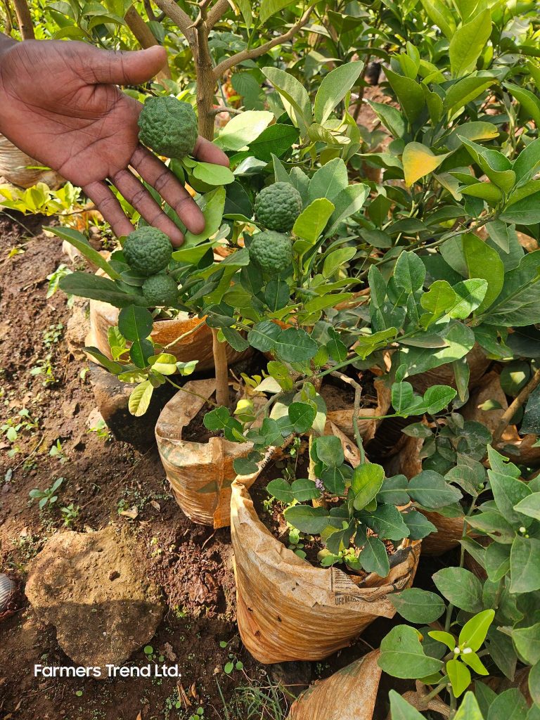 Grafted Kaffir Lemon Seedling