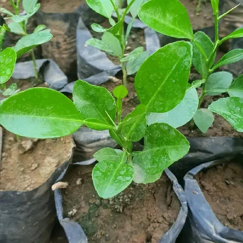 Grafted Kaffir Lemon Seedlings in Kenya
